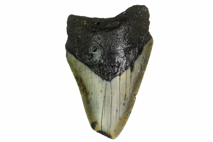 Bargain, Megalodon Tooth - North Carolina #152940